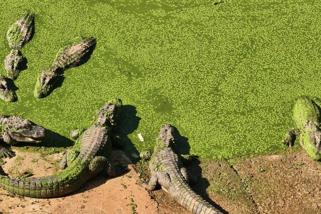 Crocodile Lake
